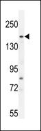 FYVE, RhoGEF and PH domain-containing protein 6 antibody, LS-C166127, Lifespan Biosciences, Western Blot image 