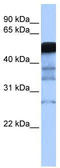 E3 ubiquitin-protein ligase RAD18 antibody, TA330449, Origene, Western Blot image 