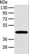 MAGE Family Member A10 antibody, LS-C401823, Lifespan Biosciences, Western Blot image 