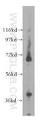 Serum Response Factor antibody, 16821-1-AP, Proteintech Group, Western Blot image 