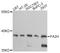 Fatty Acid 2-Hydroxylase antibody, LS-C748893, Lifespan Biosciences, Western Blot image 