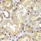 CCAAT Enhancer Binding Protein Gamma antibody, FNab01581, FineTest, Immunohistochemistry frozen image 