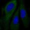 G1 To S Phase Transition 1 antibody, HPA052488, Atlas Antibodies, Immunofluorescence image 