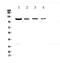 Retinitis Pigmentosa GTPase Regulator antibody, PA5-79934, Invitrogen Antibodies, Western Blot image 
