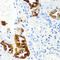 Cystatin-SN antibody, abx007139, Abbexa, Western Blot image 