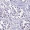 NUMBL antibody, HPA058380, Atlas Antibodies, Immunohistochemistry frozen image 