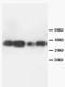 TNF Alpha Induced Protein 1 antibody, AP23355PU-N, Origene, Western Blot image 