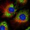 Ribosomal Protein S17 antibody, HPA055060, Atlas Antibodies, Immunocytochemistry image 