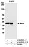 Ribosomal Protein S6 antibody, A300-557A, Bethyl Labs, Immunoprecipitation image 
