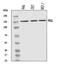 PTPRF Interacting Protein Alpha 1 antibody, A05735-1, Boster Biological Technology, Western Blot image 