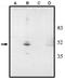 Visual System Homeobox 2 antibody, orb108771, Biorbyt, Western Blot image 