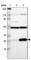 Ribosomal Protein L14 antibody, HPA004136, Atlas Antibodies, Western Blot image 