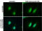 Replication Protein A2 antibody, GTX70258, GeneTex, Immunocytochemistry image 