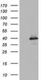 Ubiquitin Recognition Factor In ER Associated Degradation 1 antibody, TA804317, Origene, Western Blot image 
