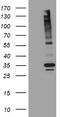 Multidrug resistance protein 1 antibody, TA809796S, Origene, Western Blot image 