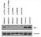 Nucleotide exchange factor SIL1 antibody, M04766-1, Boster Biological Technology, Western Blot image 