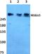 Matrix-remodeling-associated protein 5 antibody, A10306, Boster Biological Technology, Western Blot image 