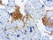 Thrombospondin 1 antibody, GTX21823, GeneTex, Immunohistochemistry paraffin image 