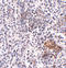 SHOC2 Leucine Rich Repeat Scaffold Protein antibody, A07214, Boster Biological Technology, Immunohistochemistry frozen image 