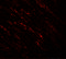 B-Raf Proto-Oncogene, Serine/Threonine Kinase antibody, 7379, ProSci Inc, Immunofluorescence image 
