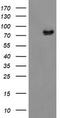 Zinc Finger BED-Type Containing 1 antibody, TA505043BM, Origene, Western Blot image 