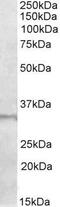 E2F Transcription Factor 6 antibody, GTX88255, GeneTex, Western Blot image 