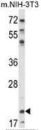 Nucleolar Pre-RRNA Processing Protein NIP7 antibody, AP18134PU-N, Origene, Western Blot image 