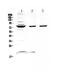FUS RNA Binding Protein antibody, PA5-79286, Invitrogen Antibodies, Western Blot image 