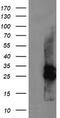 UMP/CMPK antibody, TA505389BM, Origene, Western Blot image 