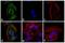 Rabbit IgG Fab'2 antibody, 31573, Invitrogen Antibodies, Immunofluorescence image 