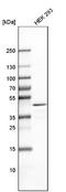 RISC-loading complex subunit TARBP2 antibody, NBP2-13411, Novus Biologicals, Western Blot image 