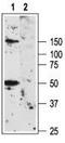 Potassium Voltage-Gated Channel Subfamily A Member 3 antibody, TA328687, Origene, Western Blot image 