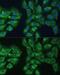 Eukaryotic translation initiation factor 3 subunit D antibody, GTX64820, GeneTex, Immunofluorescence image 
