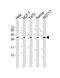 Replication protein A 32 kDa subunit antibody, MBS9216865, MyBioSource, Western Blot image 