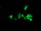 HSJ1 antibody, TA502760, Origene, Immunofluorescence image 