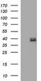 Fatty Acid 2-Hydroxylase antibody, LS-C174833, Lifespan Biosciences, Western Blot image 