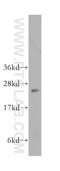 ADP-ribosylation factor-like protein 5B antibody, 11694-1-AP, Proteintech Group, Western Blot image 