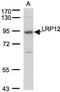 LDL Receptor Related Protein 12 antibody, NBP1-30913, Novus Biologicals, Western Blot image 