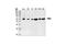 P21 (RAC1) Activated Kinase 2 antibody, 2608S, Cell Signaling Technology, Western Blot image 