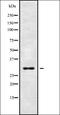 Myosin-XVI antibody, orb338452, Biorbyt, Western Blot image 
