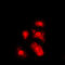 Akt antibody, LS-C351802, Lifespan Biosciences, Immunofluorescence image 