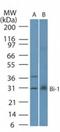 Transmembrane BAX Inhibitor Motif Containing 6 antibody, TA337090, Origene, Western Blot image 