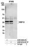Ribosomal RNA Processing 15 Homolog antibody, A305-631A-M, Bethyl Labs, Immunoprecipitation image 
