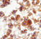C-Reactive Protein antibody, AF1744, R&D Systems, Immunohistochemistry paraffin image 