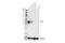 CD8 antibody, 98941S, Cell Signaling Technology, Western Blot image 