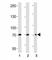 5'-Nucleotidase Ecto antibody, F47794-0.4ML, NSJ Bioreagents, Western Blot image 