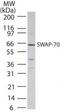 Switching B Cell Complex Subunit SWAP70 antibody, PA1-41490, Invitrogen Antibodies, Western Blot image 