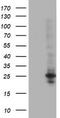 DNA-directed RNA polymerases I, II, and III subunit RPABC1 antibody, CF502548, Origene, Western Blot image 
