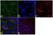 Trefoil Factor 3 antibody, 720315, Invitrogen Antibodies, Immunofluorescence image 
