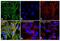 Keratin 18 antibody, PA5-14263, Invitrogen Antibodies, Immunofluorescence image 